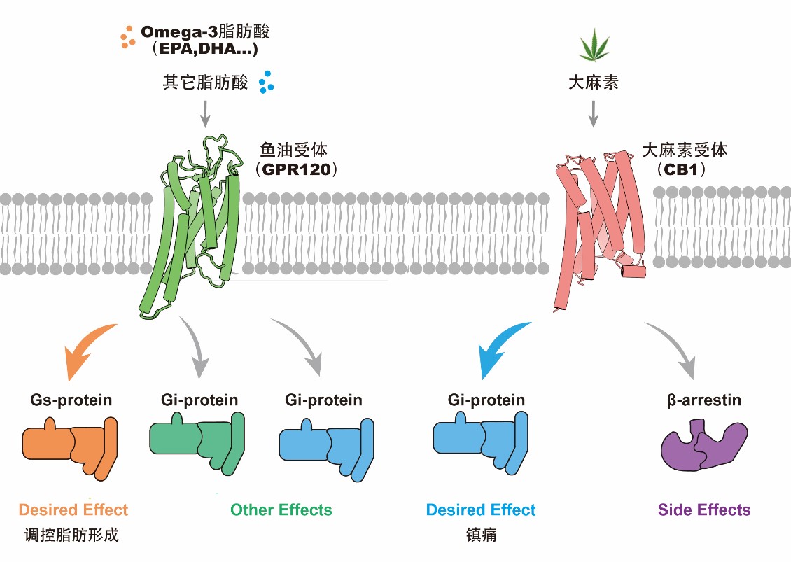 图1：鱼油分子、大麻素分子及其受体系统.jpg